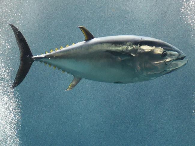 Visitors watch a tuna fish swimming in the large tank at the Tokyo Sea Life Park in Tokyo on March 25, 2015. The park on March 24 found the second last tuna fish floating dead in its vast doughnut-shaped enclosure that was once home to nearly 160 fish and among the venue's most popular attractions, said a spokesman for Tokyo Sea Life Park. AFP PHOTO / TOSHIFUMI KITAMURA