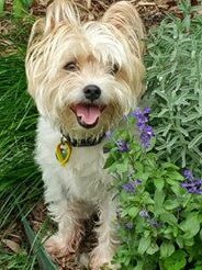 Nine-year-old terrier cross Jack enjoys the garden. Submitted by Natasha Priestley.