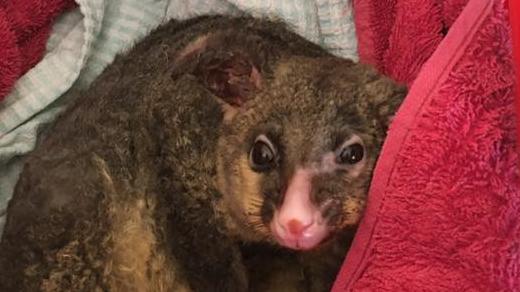 Possy the Possum was saved from incineration during the Gospers Mountain fire by RFS volunteers and is now in WIRES’ care. Picture: Orchard Hills RFS Facebook page