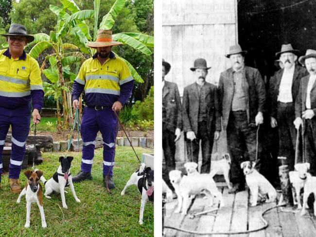 Rat race: Brisbane’s dogged 125-year war on rodents