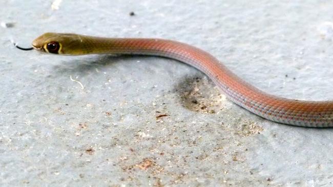 Ssssssurprise! Firefighters responding to reports of one big snake in a roof in southern Sydney got significantly more than they bargained for this morning.