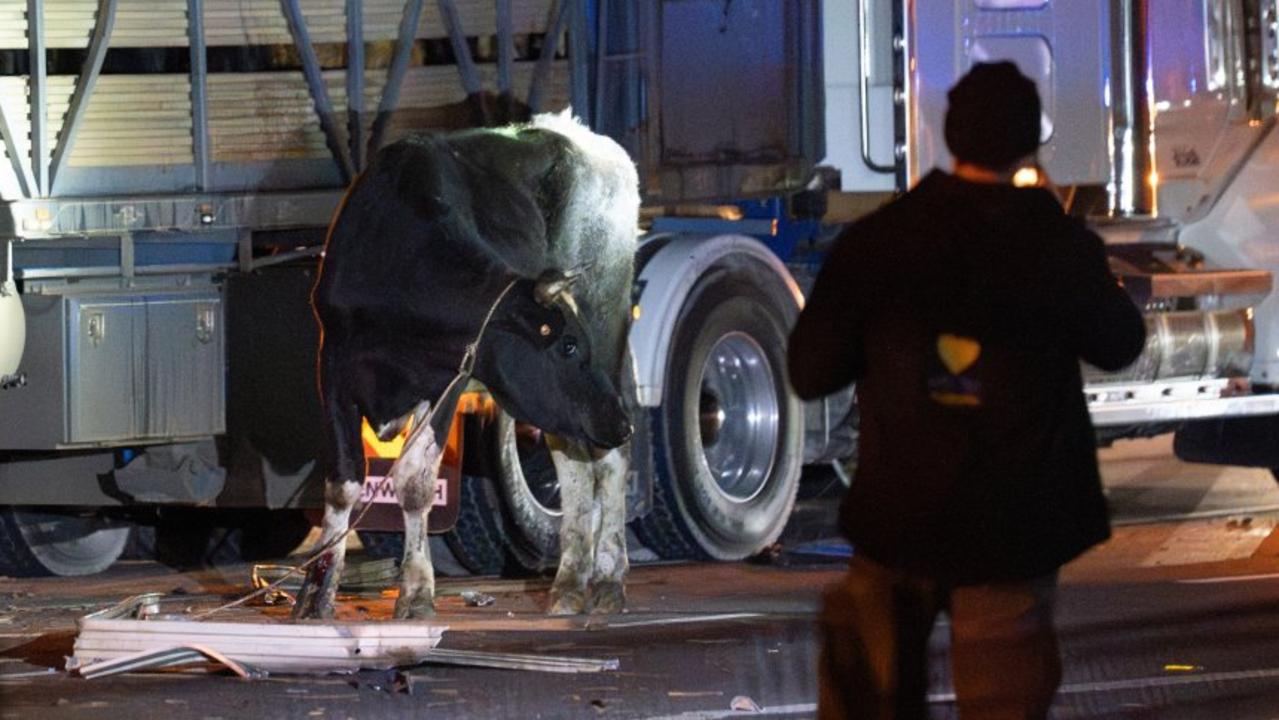 Melbourne truck crash kills 22 cows