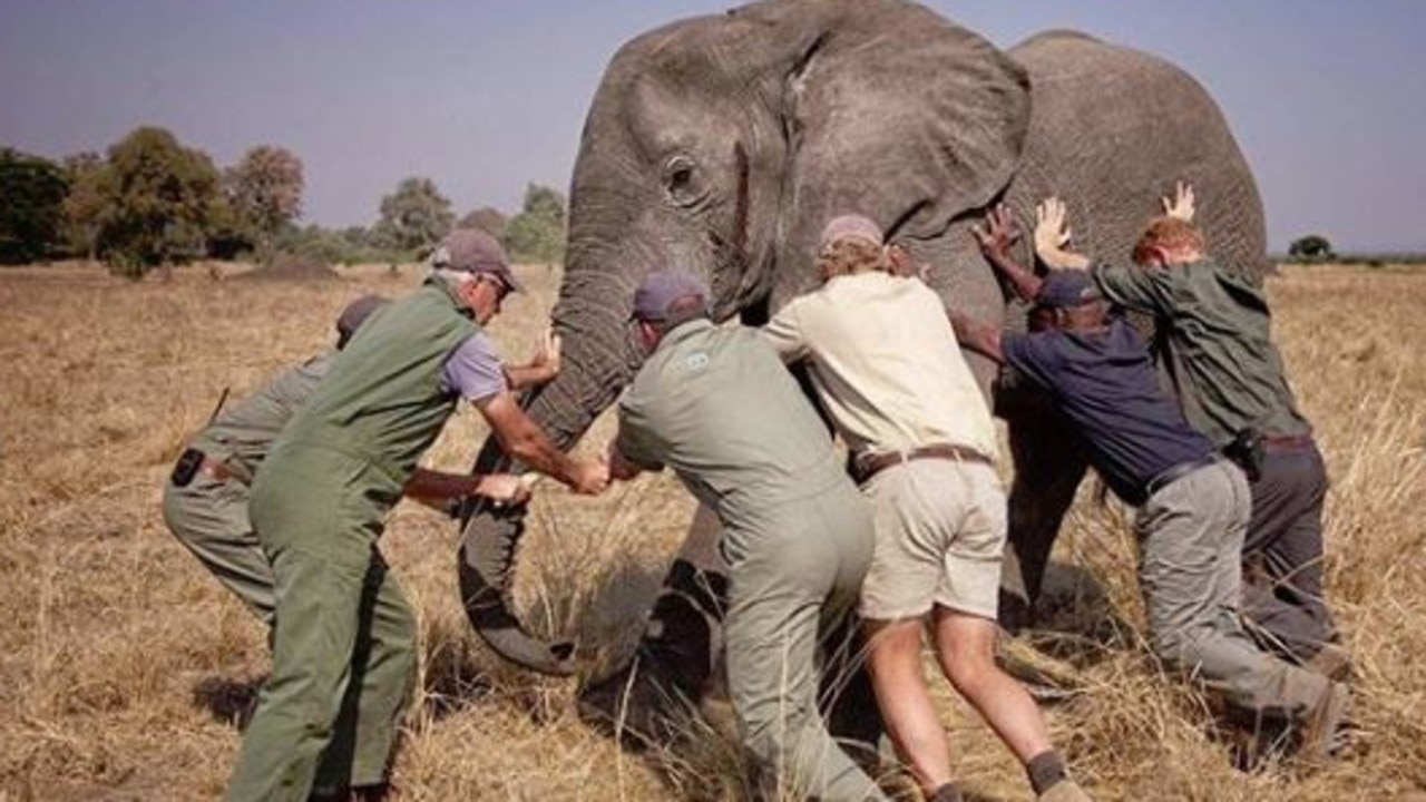 Many of the huge elephants Harry and Meghan visited during a trip to Malawi were sedated and tethered in order to move them to conservation parks.