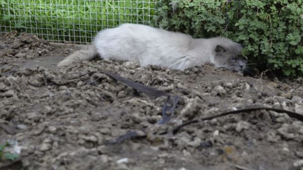 A cat found at the site, in disgusting conditions. Picture: RSPCA