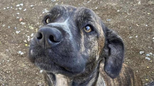 Tilly, a beloved two-year-old staffy cross german shorthaired pointer went missing from Blueberry St in Algester on March 17 at around 10am. Picture: Facebook.