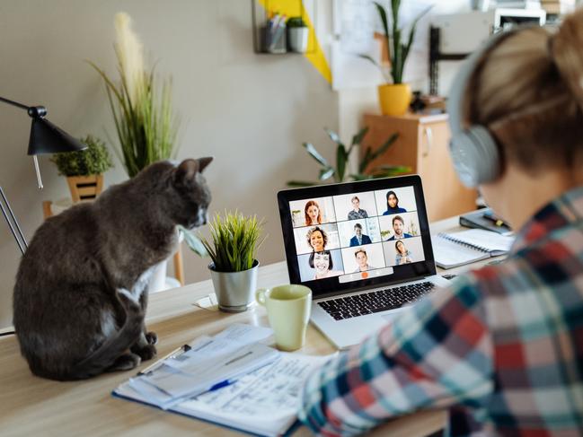 Generic work from home photo for SAWeekend. Portrait of modern woman at home teleconferencing with colleagues while cuddling her cat. Picture: iStock