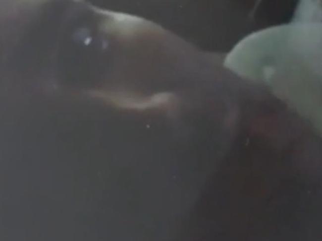 Gable Tostee is seen in a Snapchat video.
