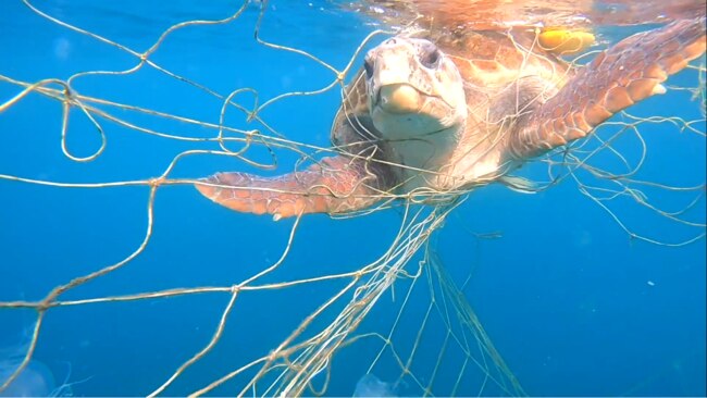 Snippet from Holly Richmond's documentary, The Shark Net Film.