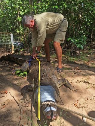 Ranger Tommy Nichols a measuring crocodile after it was caught in the Lower Cascade waterway. Picture: Parks and Wildlife NT