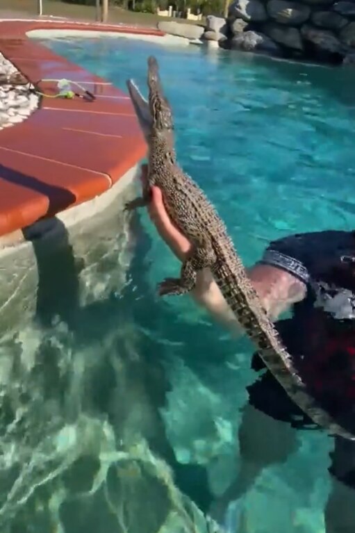 Mr Gawthorne saving a baby crocodile from his backyard pool in Townsville. Photo: Instagram.