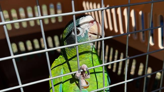 A hispaniolan Amazon parrot allegedly seized from the property. Picture: Department of Climate Change, Energy, the Environment and Water.