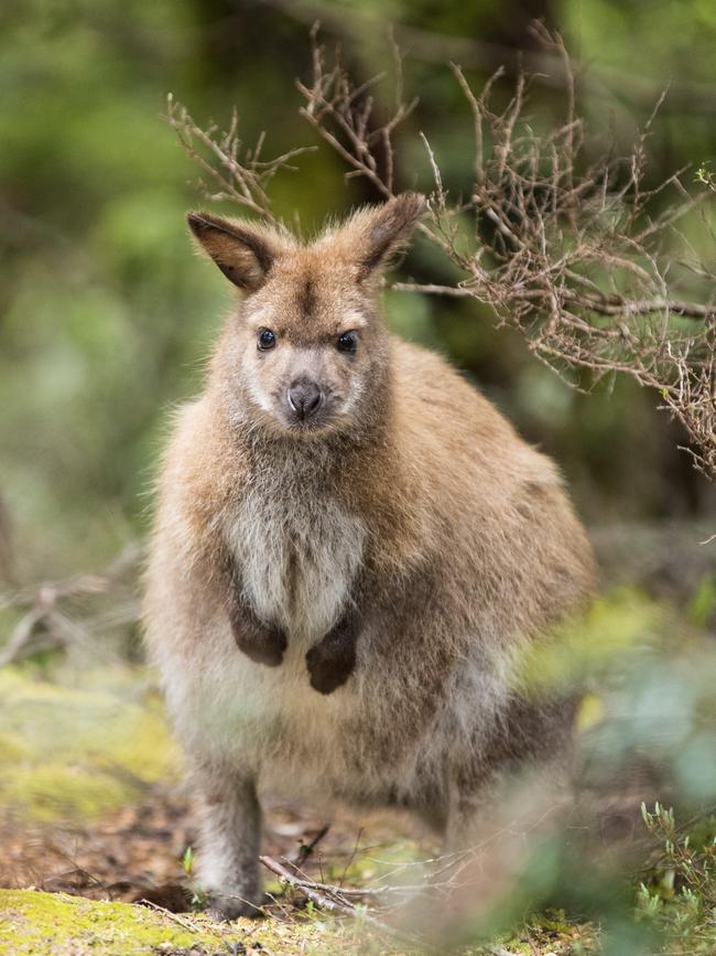 Cute. Steve Irwin’s 13-year-old son Robert demonstrates an exceptional talent behind the lens with a series of candid and close-up images of wildlife in their natural habitats. Picture: Robert Irwin