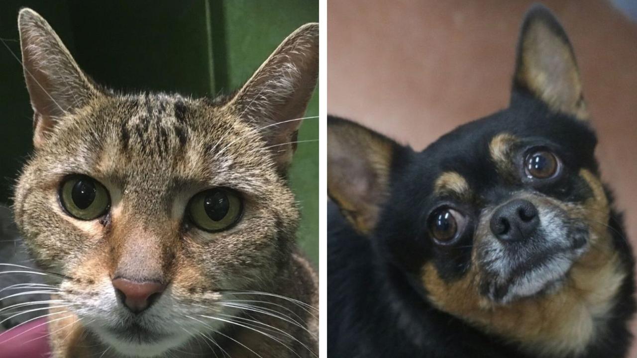 Shadi the cat and Chopper the chihuahua are both in RSPCA Victoria's care looking for their forever homes. Picture: Facebook / @RSPCA.Victoria