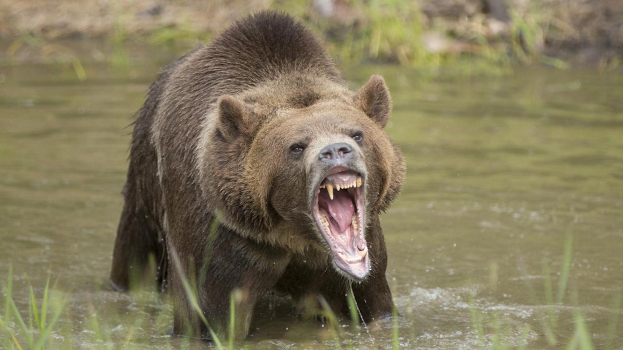 The grizzly bear (not pictured) was still showing signs of aggression once the rescue crew arrived. Picture: iStock