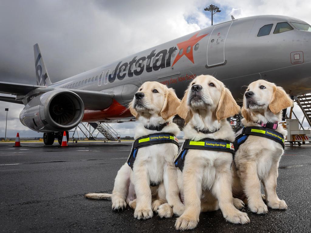 <p>B Seeing Eye Dog Association has teamed up with Jetstar to provide the next generation of service dogs with training on-board their aircraft. 12 week old SEDA puppies Ulysses, Uke and Ultimo get their wings. Picture: Mark Stewart</p>