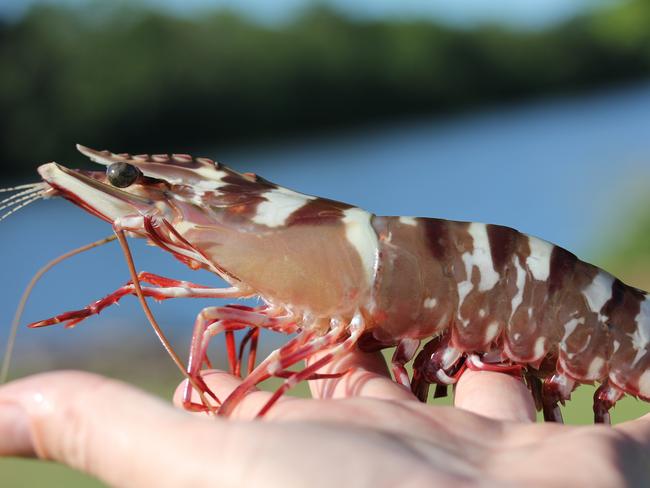 A black tiger prawn which has been reared as part of research into the aquaculture industry.