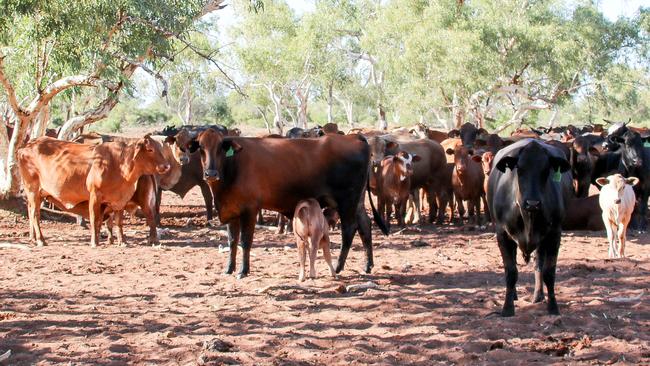 Cattle at the Neutral Junction station 300km north of Alice Springs.