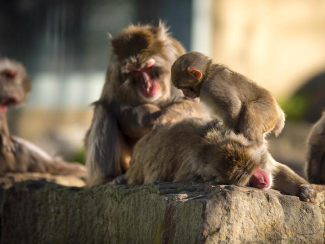 Japanese macaques in Launceston's City Park. Picture: City of Launceston