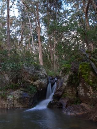 The Tallaganda State Forest in which Dianne Pennacchio’s body was found stabbed and dumped two months after she vanished.
