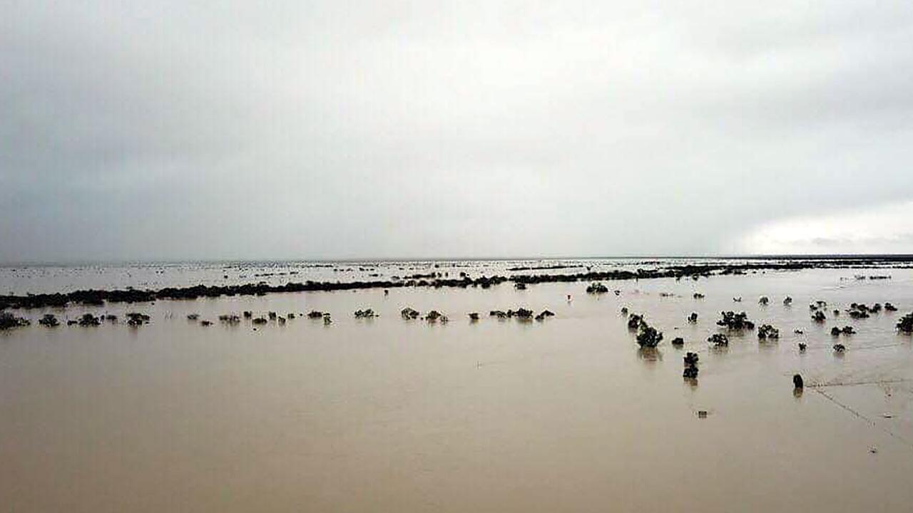 An estimated 500,000 cattle died during the 2019 floods in inland parts of North Queensland and the Gulf Country. Picture: Anthony Anderson / AFP