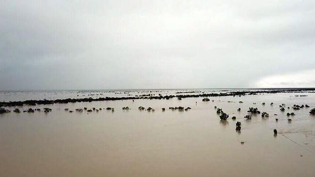 An estimated 500,000 cattle died during the 2019 floods in inland parts of North Queensland and the Gulf Country. Picture: Anthony Anderson / AFP