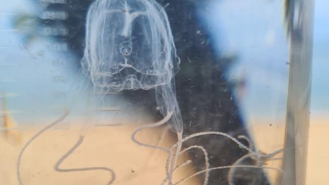 Irukandji jellyfish are one of the most dangerous species in the world.