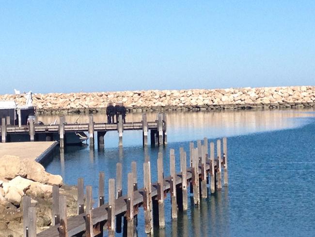 It is one of the biggest meth busts in Australia’s history. Picture: Geraldton Guardian