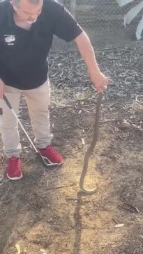 Snake handler turns old golf clubs into handling hooks to help