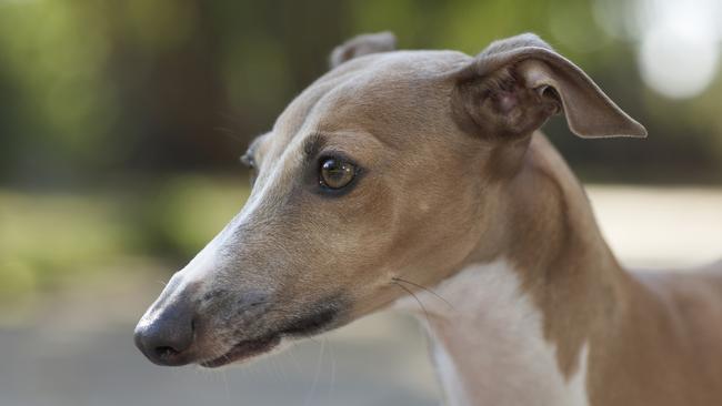 The NSW government’s decision creates an exciting new future for the greyhound breed.