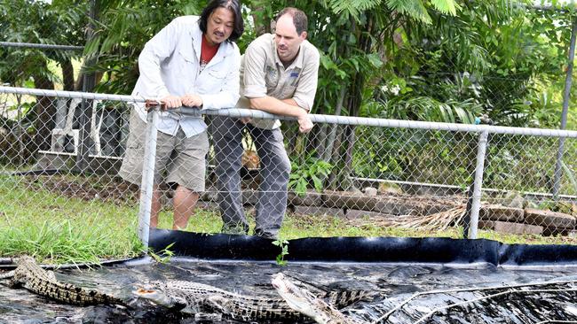 Academics Yusuke Fukuda and Professor Sam Banks explored where saltwater crocodiles caught in Darwin Harbour had migrated from in a new research paper. Picture: Supplied