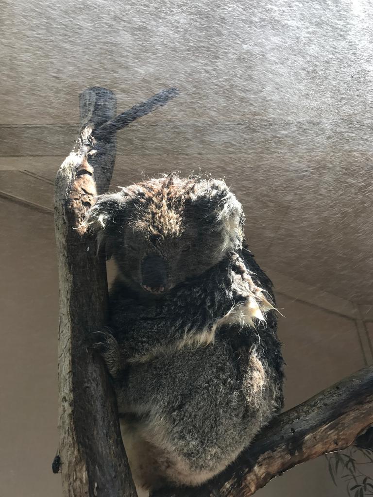 Mrs B the Koala cooling down with the water spray at Cleland Wildlife Park. Picture: Shelley Rodda/Cleland Wildlife Park