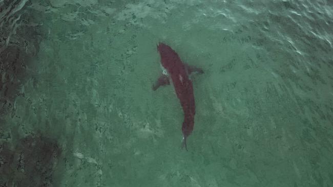 A massive shark spotted circling near a the carcass at Bulli beach. Picture: Georgia Matts