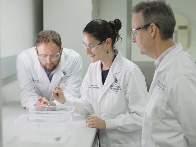 Assoc Prof Nathan Palpant, Dani Rojas-Azofeifa and Professor Glenn King with the deadly funnel-web spiders. Picture: Supplied