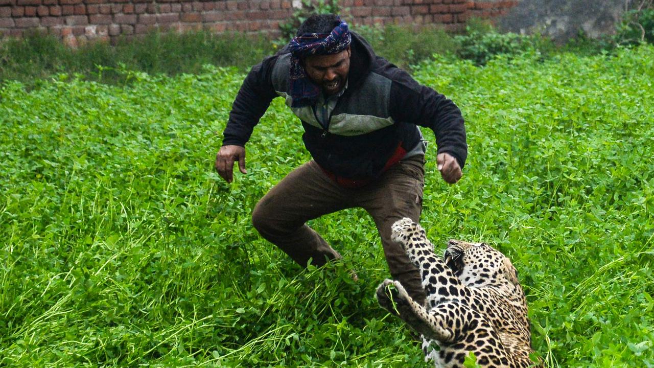 Leopard India: Stunning pictures of leopard rampage | Herald Sun