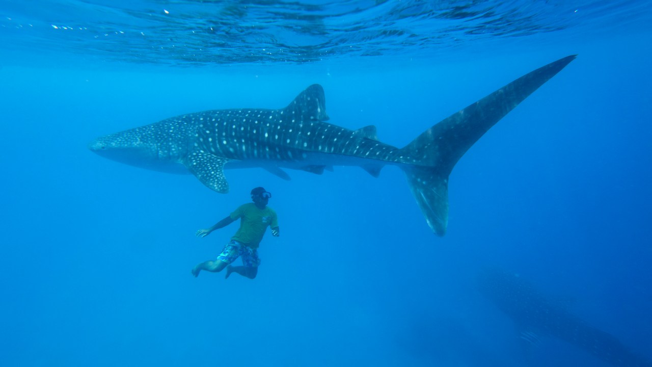 <p>Cebu in particular is blessed with a large whale shark population. Many tour operators almost guarantee you'll see a shark each time you go out. You can view them from a small kayak or boat, or don a snorkel or scuba tank and view them from below.</p><p><span>Another popular activity is Cebu's </span><a href="https://guidetothephilippines.ph/articles/what-to-experience/moalboal-cebu-tourist-spots" target="_blank" rel="noopener">Moalboal sardine run</a><span>, where you can do the&nbsp;</span><a href="https://guidetothephilippines.ph/trips-and-experiences/snorkeling-and-freediving-tours/moalboal-adventure-in-cebu-sardine-run-turtle-watching-in-pescador-island">sardine run experience</a><span>&nbsp;and swim with millions of sardines.</span></p>