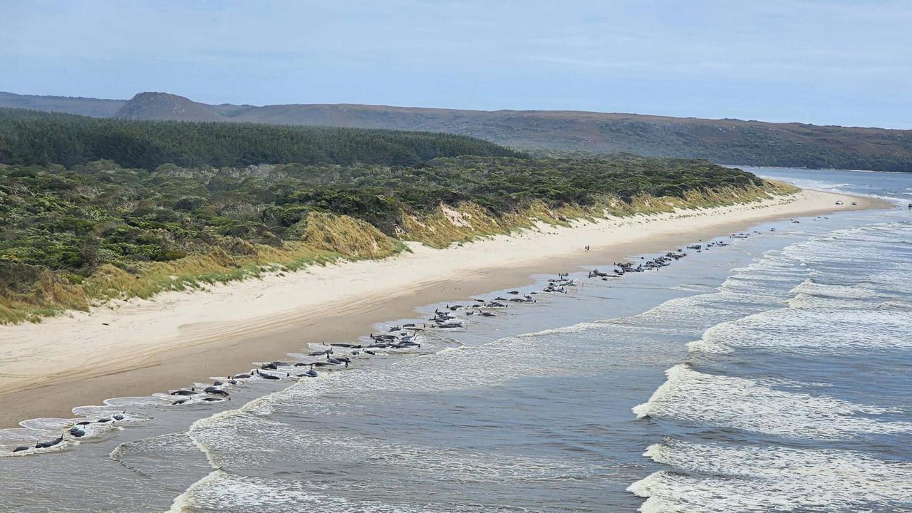 Aerial view of mass whale stranding near Macquarie Heads 21 Sept 2022. Picture courtesy NRE Tas