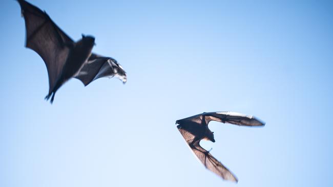 ‘Curious and gentle’: Flying foxes, pictured on Friday at a reserve in the Hunters Hill LGA.