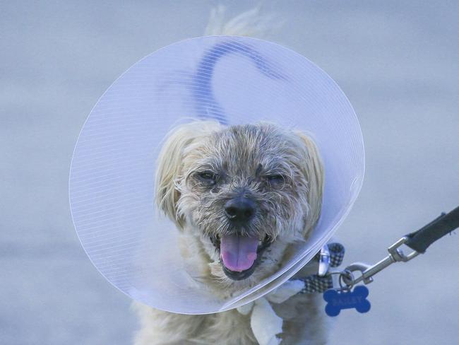 Mags Bowens Havanese , ÃBailyÃ was attacked and savaged by 2 larger , unleashed dogs in Pimpama.Picture: Glenn Campbell