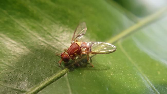 A Queensland fruit fly. Picture: Chloe Johnson