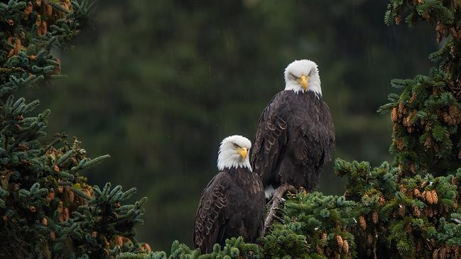 Bald eagles in a spruce tree near Haines.