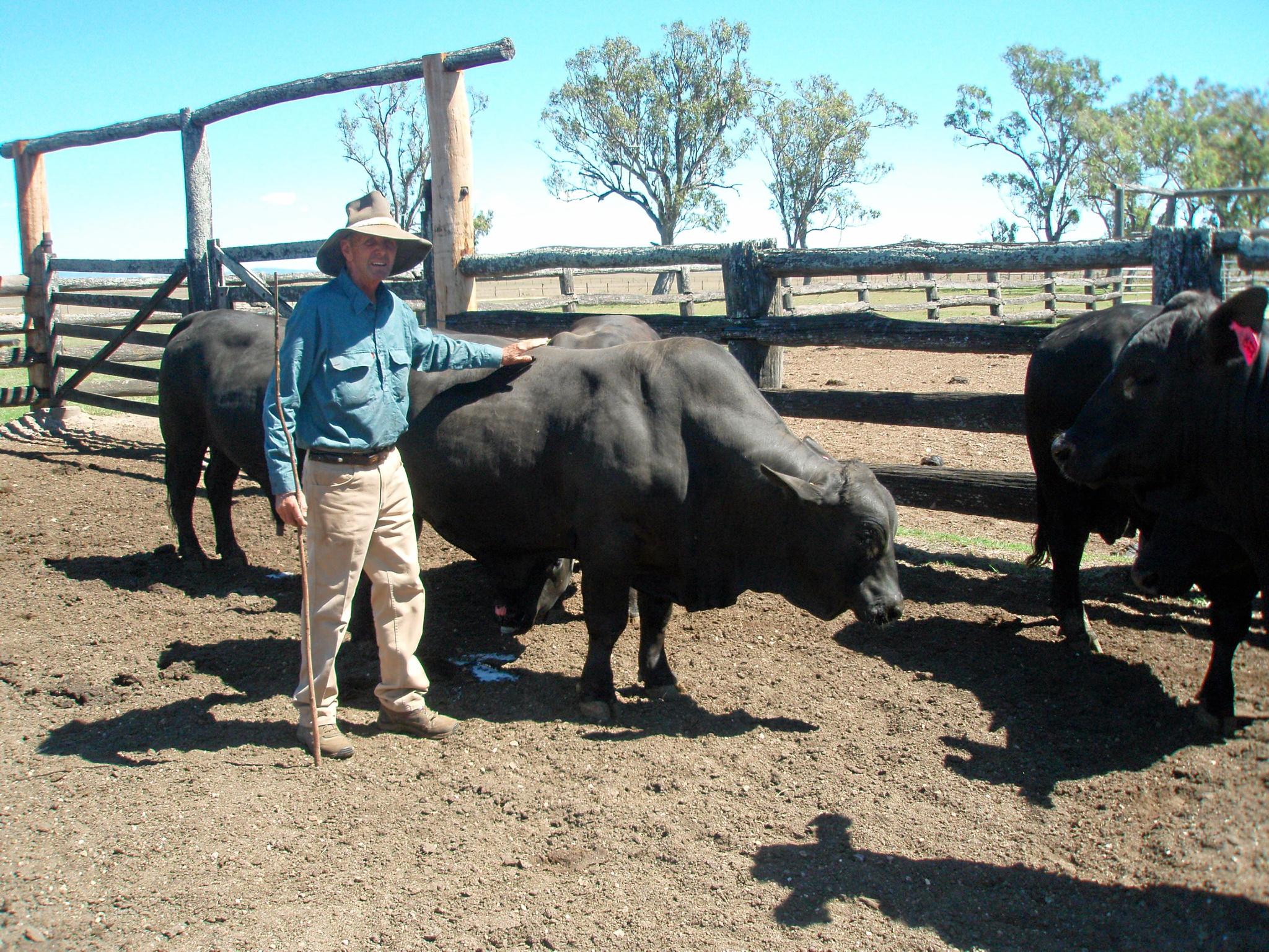 Lawson Geddes with a couple of brangus cattle at the family's property at Stanage Bay. Picture: contributed