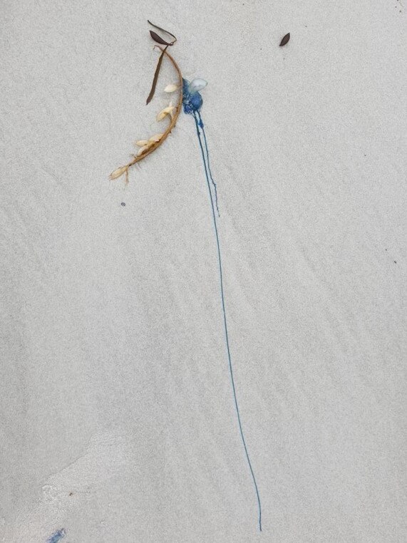 Bluebottles washed ashore on Redbill Beach, Bicheno. Picture: Libby Sutherland