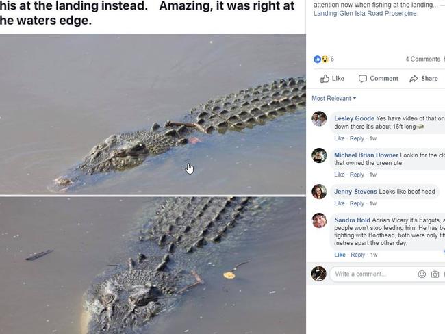 A large crocodile photographed near the bank of the Proserpine River at the Landing. Photo: Noelene McArthur/Facebook