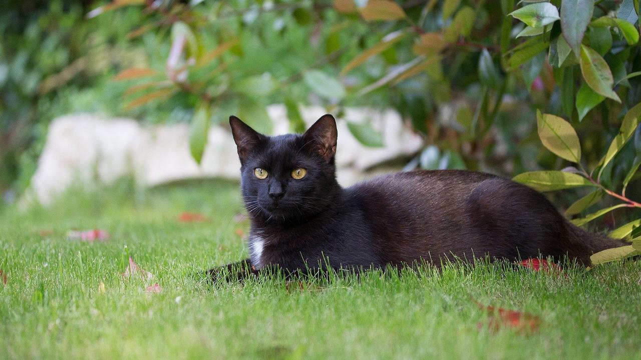 Hepburn Shire endorses introduction of cat curfew | Herald Sun