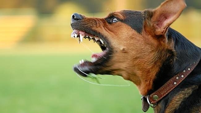 EXPLAINED: What makes a dog ‘dangerous’ | The Courier Mail