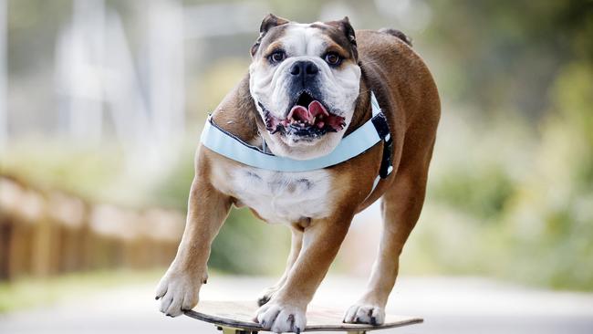 DAILY TELEGRAPH - 25/10/24Giotto the skateboarding bulldog pictured in Kurnell today with owner Greg Denaro. Picture: Sam Ruttyn