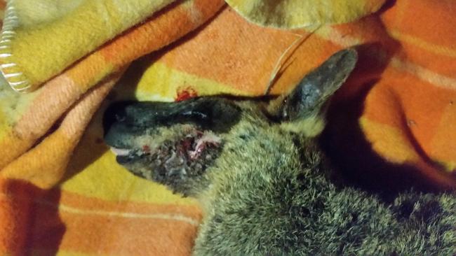 The swamp wallaby was left with horrific facial injuries after the dog attack at Red Beach, Bribie Island