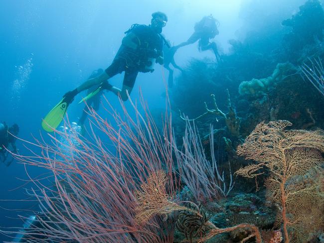 The Far Northern Reefs of the Great Barrier Reef are still in excellent condition.