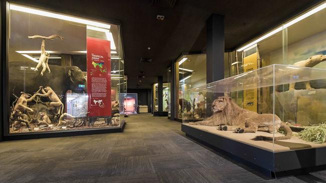 The lion with the twitching tail has his own case in the World Mammals Gallery. Picture: Roy VanDerVegt