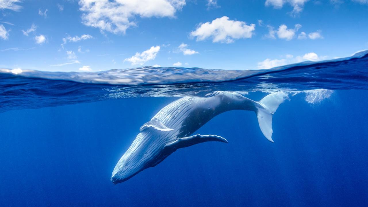 A humpback whale calf dances in the calm waters of Vava’u, Tonga.